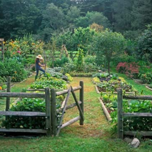 Fenced Garden