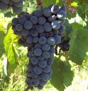 Grapes